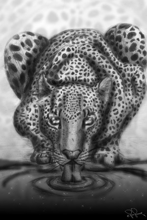 Leopard Lick